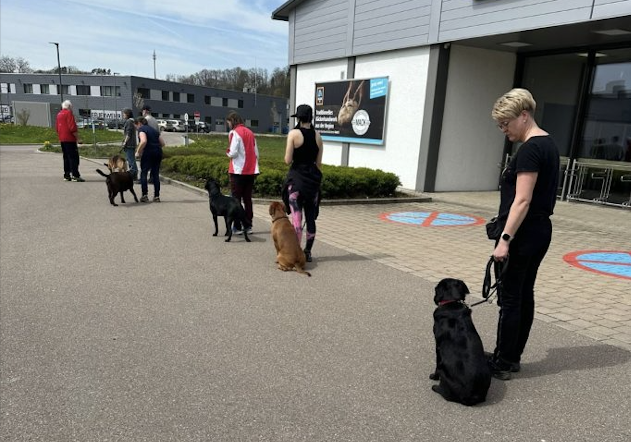 Hunde im Alltag