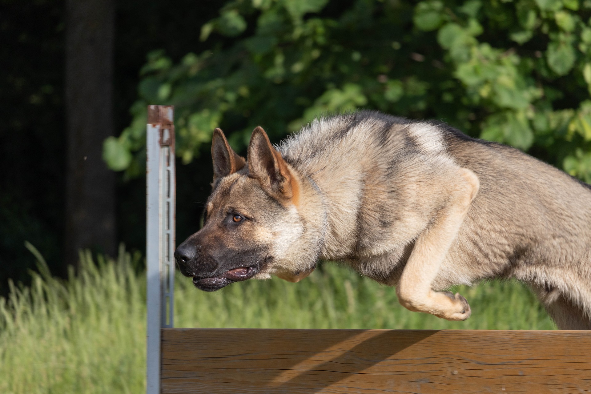 Hundeparkour