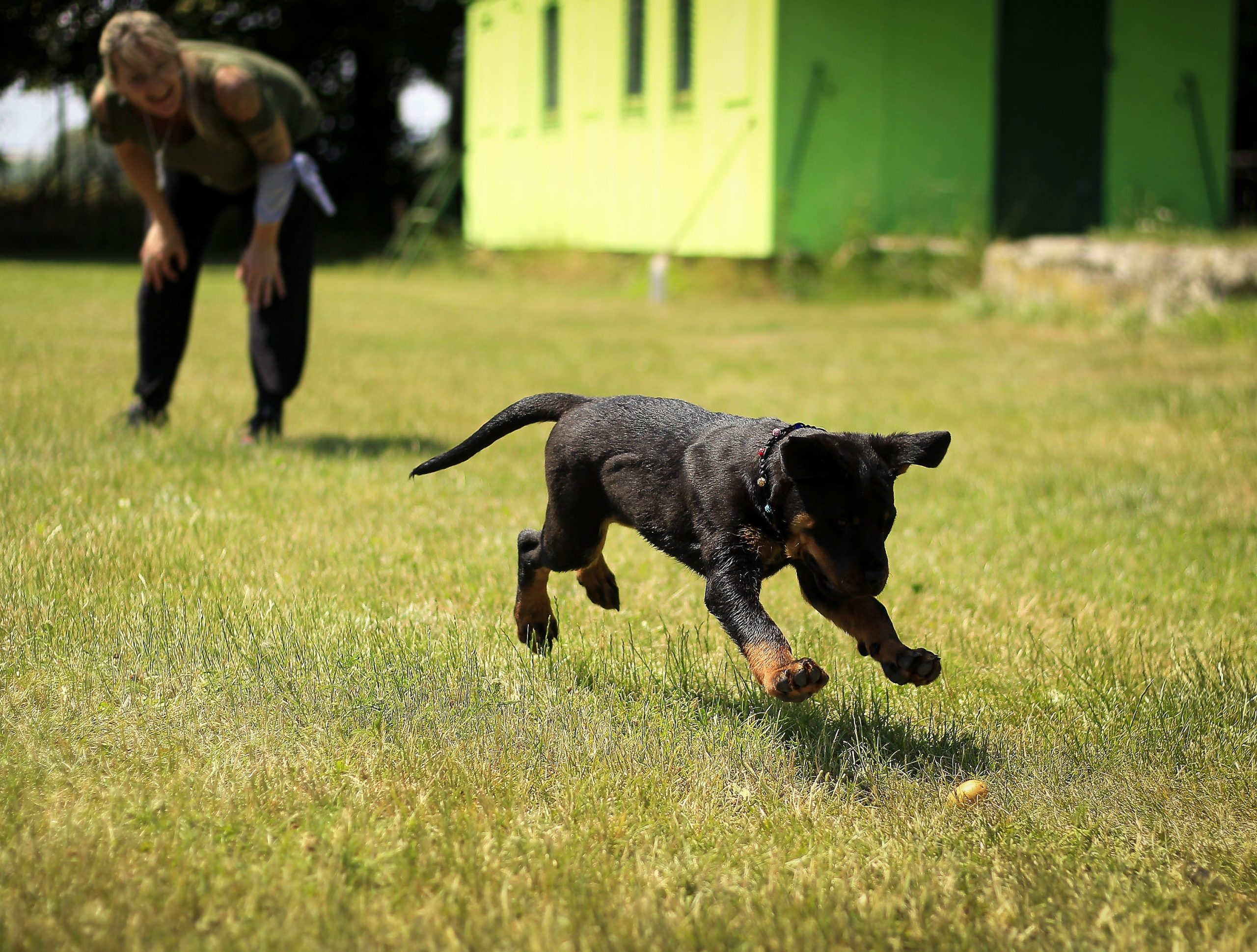 Jung Hundetraining