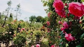 Duftrosen Garten