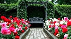Duftrosen Garten