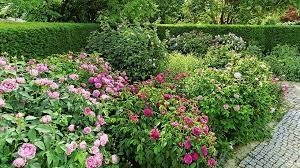 Duftrosen Garten