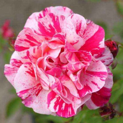 Fizzy-Lady Rose