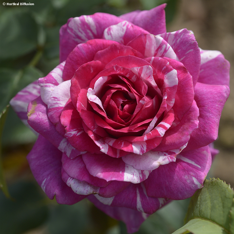Fizzy-Lady Rose