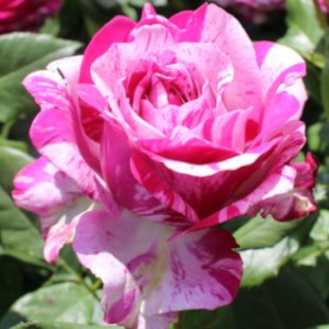 Fizzy-Lady Rose