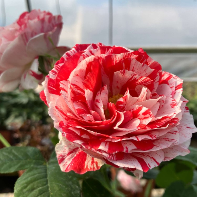Fizzy-Lady Rose