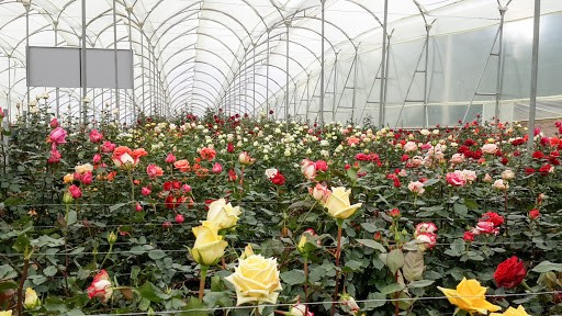 Rosenzucht